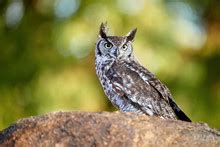 Owl Early Morning Sunlight Free Stock Photo - Public Domain Pictures