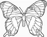 Butterfly coloring For Kids  Coloring Pages sketch template