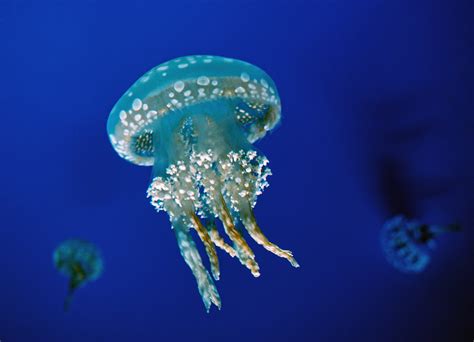 A Jellyfish at Toronto's Aquarium | Jellyfish I arrived in V… | Flickr