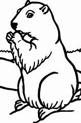 Printable Groundhog Coloring Pages sketch template