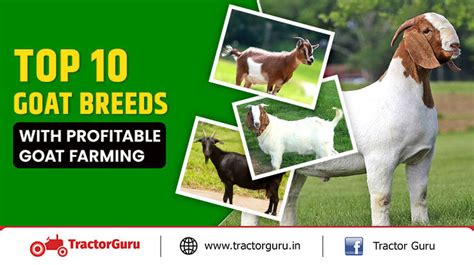 Top 10 Goat Breeds & Profitable Goat Farming Business Ideas