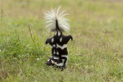 9 Striking Skunk Facts