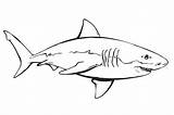 Coloring Pages  Activities Monterey Bay Aquarium sketch template