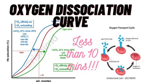 Oxygen Dissociation Curve | Transport of Oxygen | p50 value | class 11th | NEET | Physiology ...