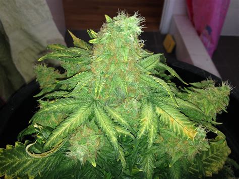 Strain-Gallery: Big Bang (Green House Seeds) PIC #15031449744664710 by SeedFinder.eu