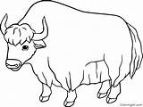 Yak Coloring Pages 39 Free Printables  ColoringAll sketch template