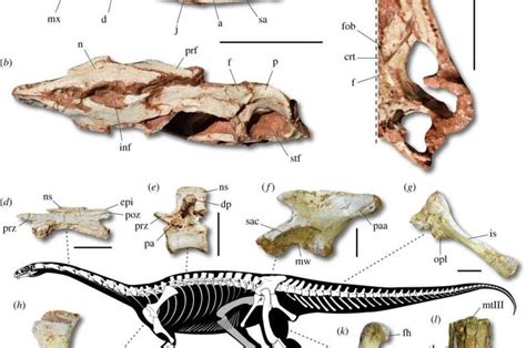 Three ancient skeletons, ancestors of giant dinosaurs, unearthed in Brazil