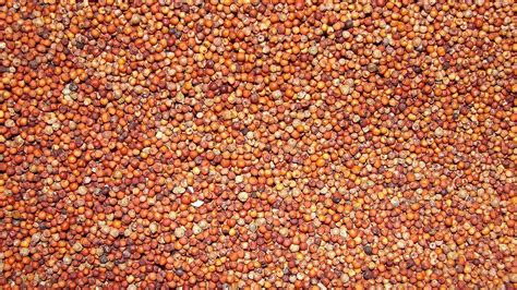 Ragi Seeds at Best Price in Bangalore - ID: 993943 | L G Exports