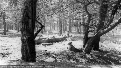 Photo of Longleat, The Lions c.1966 - Francis Frith