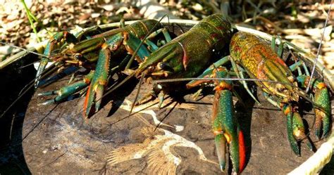 Best 25+ Australian Red Claw Crayfish images on Pinterest | Aquaponics fish, Aquaponics system ...