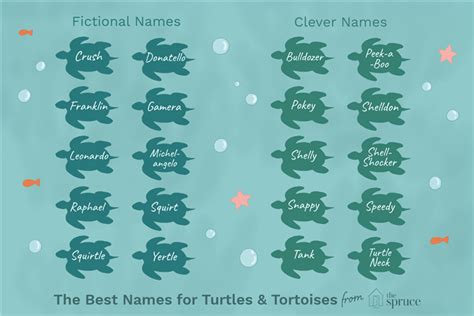 53 nombres de tortugas y tortugas de mascotas - Point Pet