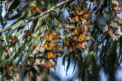 Mitwirkender Verlassen Entschuldigung butterfly puzzle mystery ...