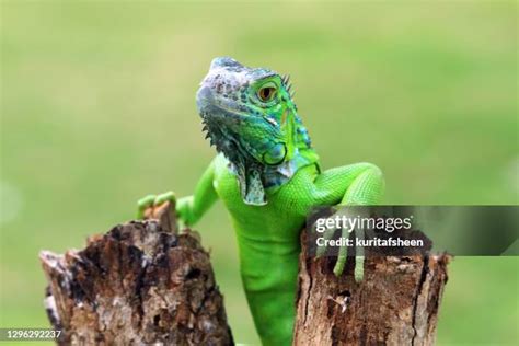 346 Funny Iguana Stock Photos, High-Res Pictures, and Images - Getty Images