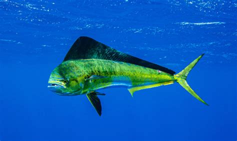 Mahi-mahi - Facts and Beyond | Biology Dictionary