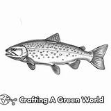 Trout Coloring Pages  Free & Printable sketch template