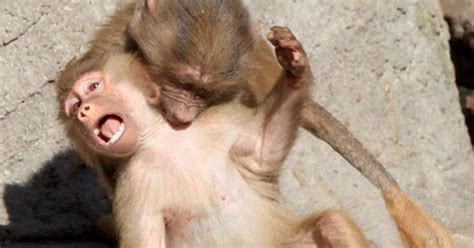 Cute pictures of baby baboons playing at the zoo - Mirror Online