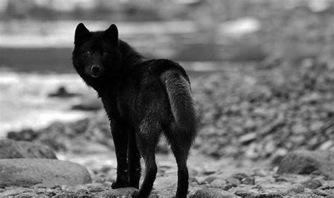 Black Wolf Howling Wallpapers - Top Free Black Wolf Howling Backgrounds ...