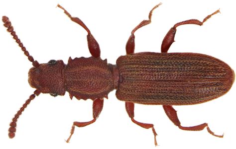 Sawtoothed grain beetle (Oryzeaphilus surinamensis) in Australia ...