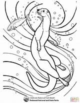 River Otter In Redwood NP coloring Page  Free Printable Coloring Pages sketch template