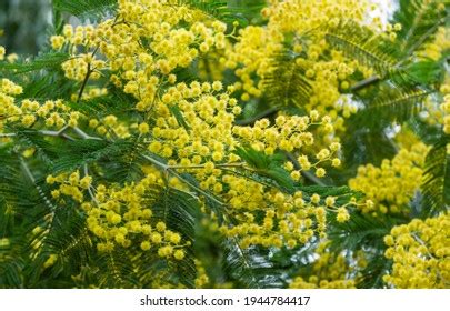 Silver wattle Images, Stock Photos & Vectors | Shutterstock