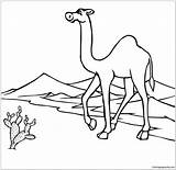 Camel On The Go Through Desert Coloring Page  Free Printable sketch template