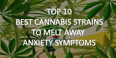 Top 10 Best Cannabis Strains for Anxiety - HEAL BETTER with Medical Marijuana - 420 Expert Adviser