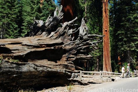 How to Hike Yosemite's Mariposa Grove - Trail Map & Guide