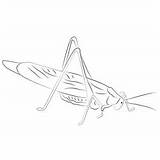 Green Cricket Coloring Pages For Kids  Download sketch template