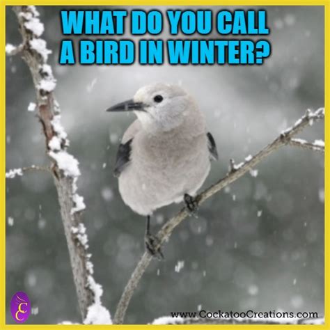 Winter Bird Joke