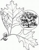 Eastern Black Oak Coloring Page  ColouringPages sketch template