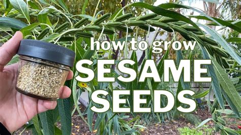 Grow SESAME SEEDS: From Seed to Plant to SEEDS! - YouTube