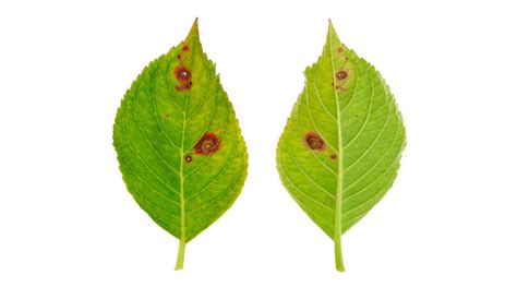 Fungal leaf spot diseases - Problems & pests