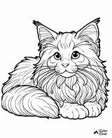 23 Free Maine Coon Coloring Pages – The Color Cove sketch template