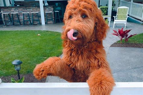 Irish Doodle Size Guide (Mini vs Standard) | PupTraveller