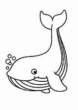 Whale Coloring Page sketch template