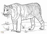 Tiger Coloring Pages Realistic At GetColoringscom  Free Printable sketch template