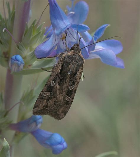 Large Moths in Colorado: Quick Guide on Dealing with These Visitors ...