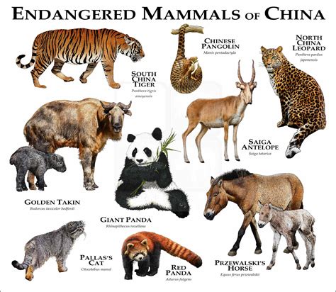 Endangered Mammals of China Poster Print - inkart