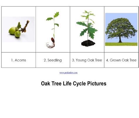 Tree Life Cycle Chart