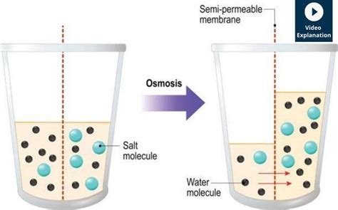 What is Osmosis? |Potato Experiment | Experihub Learning