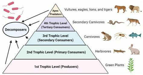 a pyramid with different types of animals and plants on it, labeled in the following words