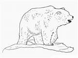 Printable Bear Coloring Pages sketch template