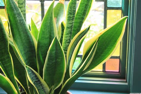 6 Houseplants You Can Totally Keep Alive | House plants, Best plants ...