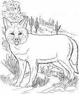 Free Coyote Coloring Page sketch template