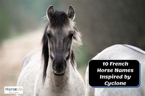 350 Beautiful French Horse Names for Mares and Stallions