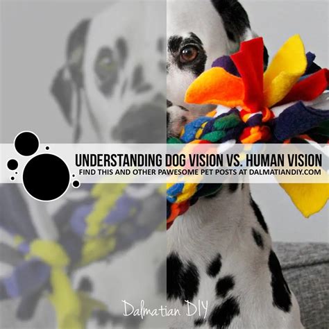 The Best Animal Vision Vs Human Vision Simulation Ideas