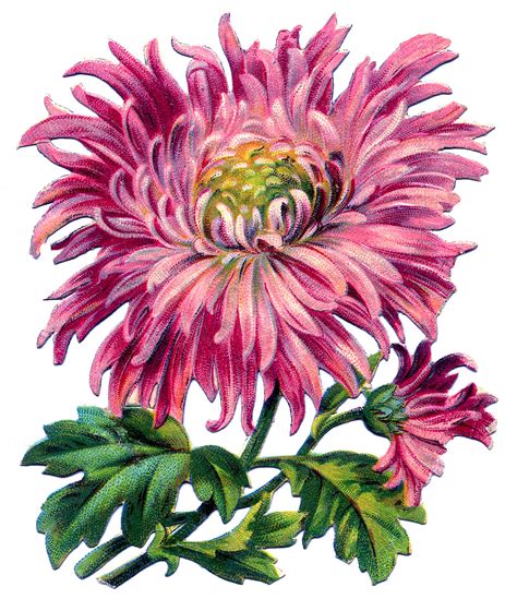 Free Chrysanthemum Cliparts, Download Free Chrysanthemum Cliparts png images, Free ClipArts on ...