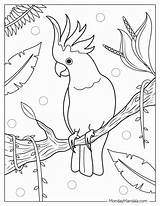 Cockatoo Museprintables Cockatoos Sketch Coloring Page sketch template