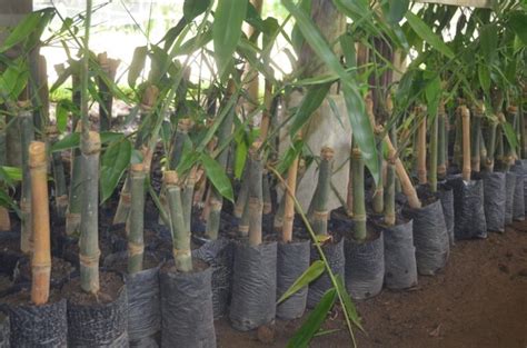 Bamboo propagation via branch cuttings – Industry Strategic Science and ...