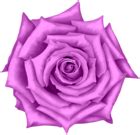 Rose Flower Pink PNG Clipart | Gallery Yopriceville - High-Quality Free ...